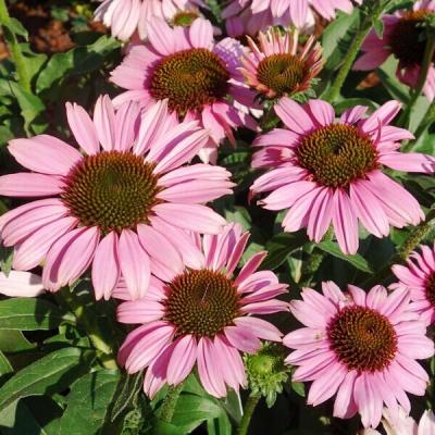 Echinacea purpurea SunSeekers Pink