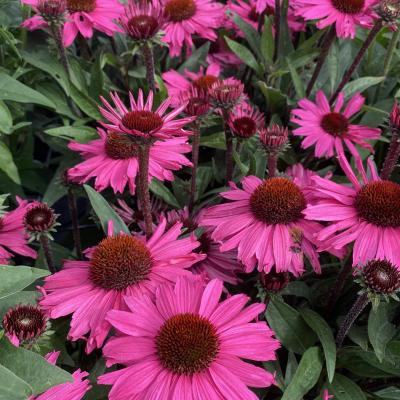 Echinacea purpurea SunSeekers Purplelicious