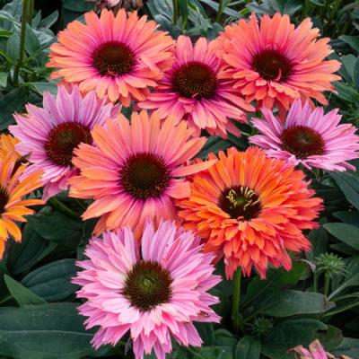 Echinacea purpurea Sunseeker Rainbow