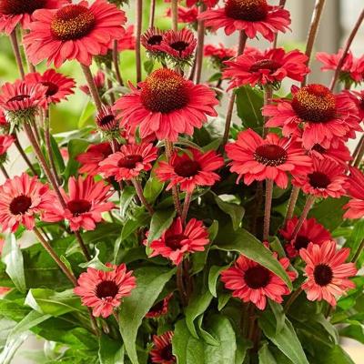 Echinacea purpurea SunSeekers Red