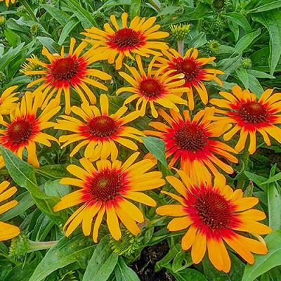 Echinacea purpurea Sunseeker Tequila Sunrise