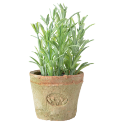 Rosemarijn in AT pot S