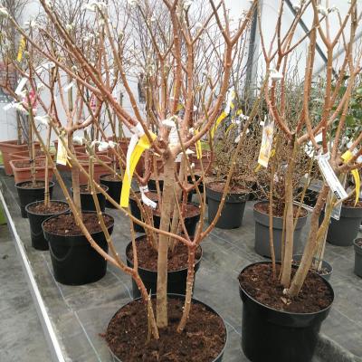 Edgeworthia chr. 'Grandiflora'