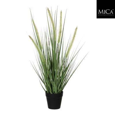 Dogtail gras groen in pot d10cm - h53xd30cm