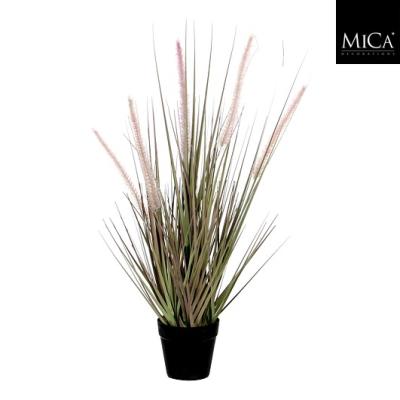 Dogtail gras paars in pot d10cm - h53xd30cm