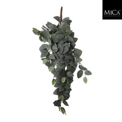 Fittonia hangend groen