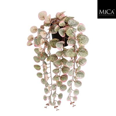 Ceropegia woodii hangend in pot roze