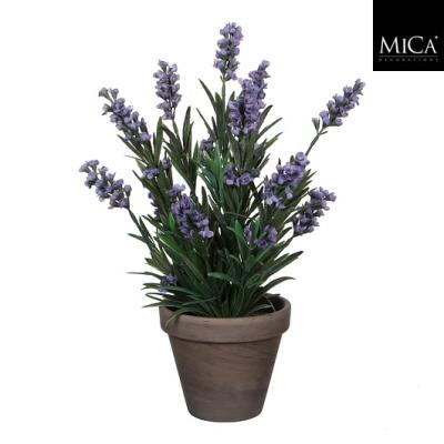 Lavendel blauw in pot Stan grijs