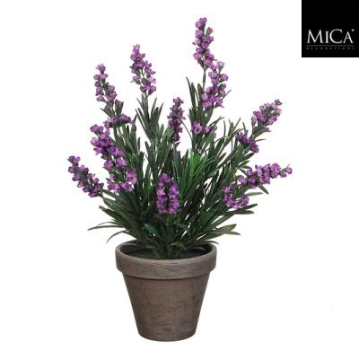Lavendel paars in pot Stan grijs