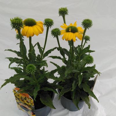 Echinacea purpurea SunSeekers Citrus