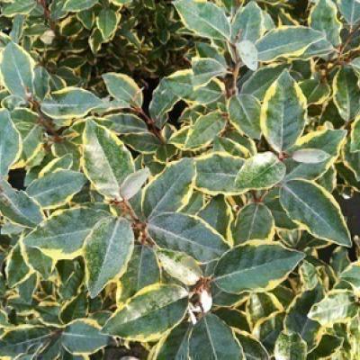 Elaeagnus Ebb. ´Viveleg´