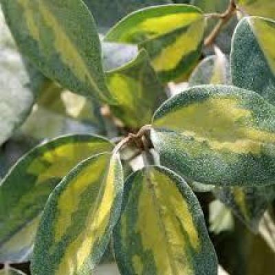 Elaeagnus ebb. 'Limelight'