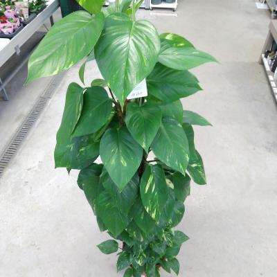 Epipremnum Pinnatum Mosstok