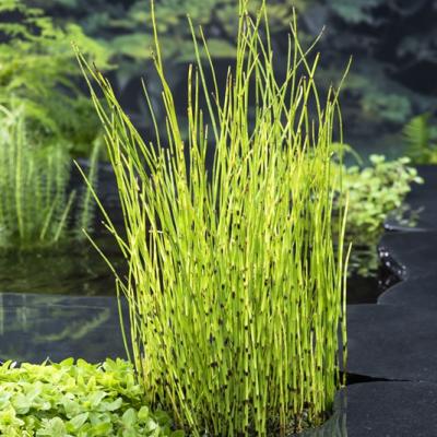 Equisetum fluviatile