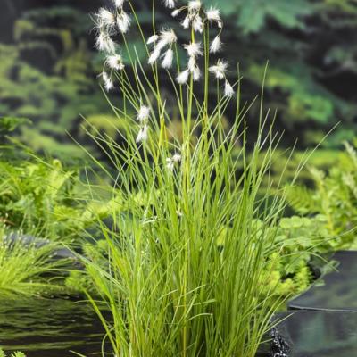 Eriophorum angustifolium