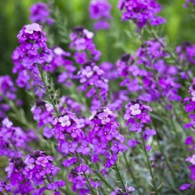 Erysimum 'Bowles Mauve'