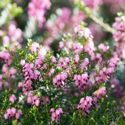 Erica darl. 'Kramers Rote'  - Winterheide rood