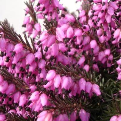 Erica darl. 'Kramers Rote'  - Winterheide rood