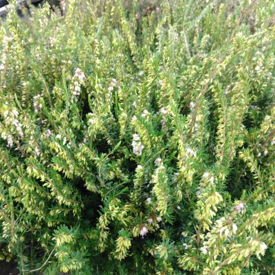 Erica darlyensis - Winterheide