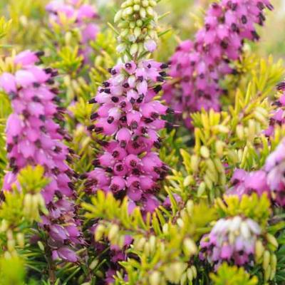 Erica darleyensis 'Eva Gold'