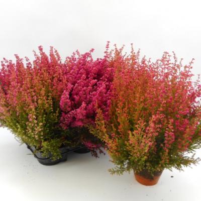 Erica gracilis rood - rouge