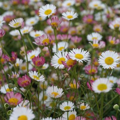 Erigeron karvinskianus