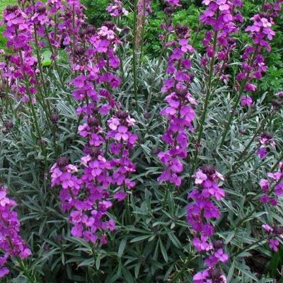 Erysimum linifolium 'Bowles Mauve'