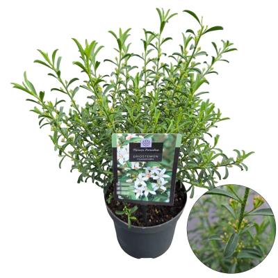 Eriostemon myoporoides