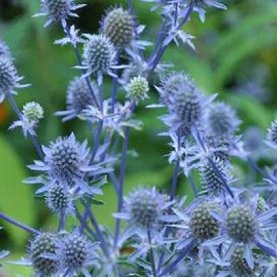 Eryngium Planum 