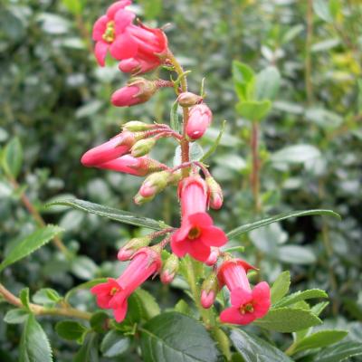 Escallonia rubra 'Crimson Spire'