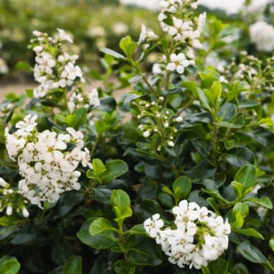 Escallonia 'Trulli' ® - Best Select