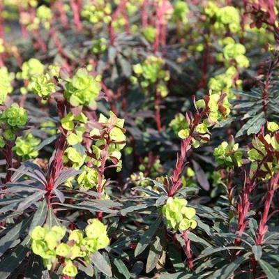 Euphorbia amygdaloides 'Purpurea'