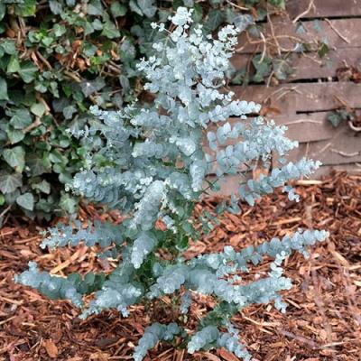 Eucalyptus gunni 'Bue Ice'  H120