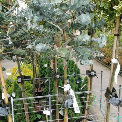 Eucalyptus cinerea