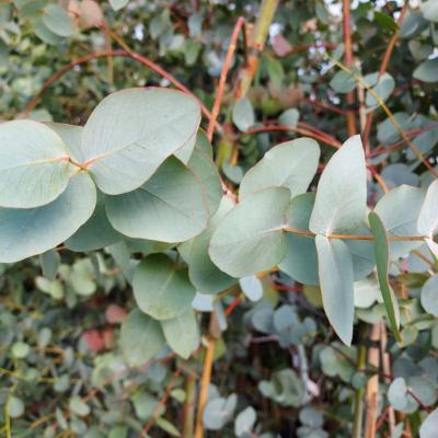 Eucalyptus cir. 'Silver Dollar'