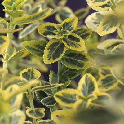 Euonymus for. 'Emerald 'n Gold'
