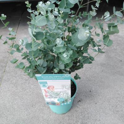 Eucalyptus gunnii 