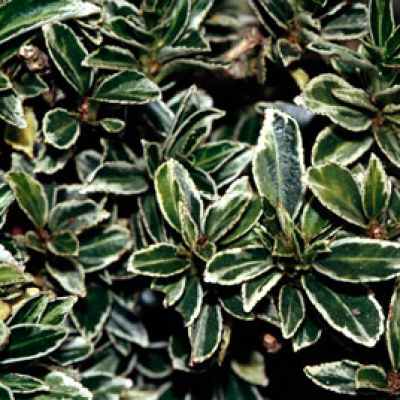 Euonymus jap. 'Micr. Albovariegatus'