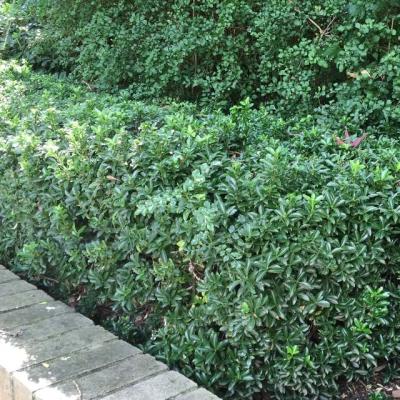 Euonymus japonicus  gemengd