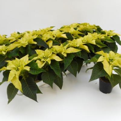 Euphorbia pulc. 'Alaska'  White 5+ 