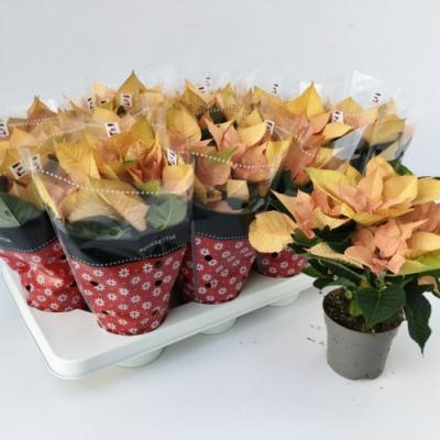 Euphorbia pulch. 'Autumn Leaves'  geel-zalm