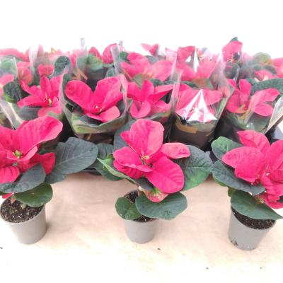 Euphorbia pulc. 'Christ Mouse' rood rondbladig