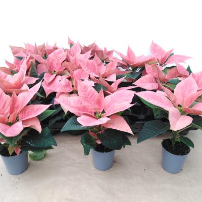Euphorbia pulc. 'Christ Feel Pink' rose mini
