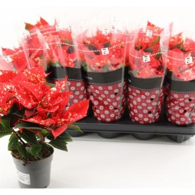 Euphorbia 'Christm. Fantasy Star'