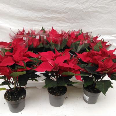 Euphorbia pulch. 'Autumn Leaves'  geel-zalm