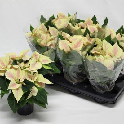 Euphorbia pulc. 'Premium Marble' 5+ kop