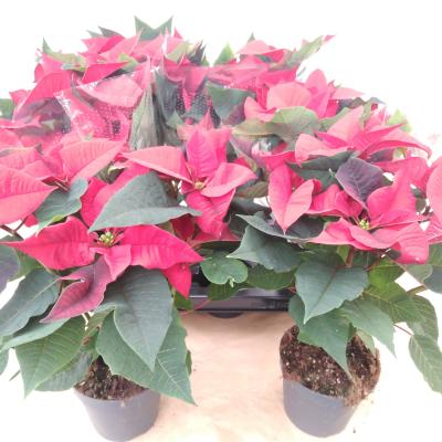Euphorbia pulc. 'Superba' Red 5+ heads