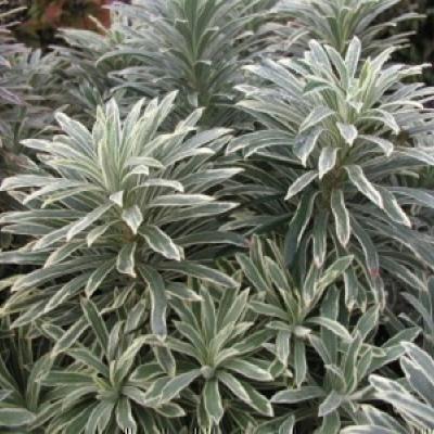 Euphorbia char. 'Silver Swan'