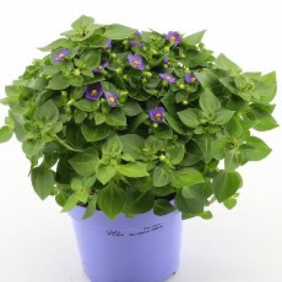 Exacum affine 'Blue Star' blue TST