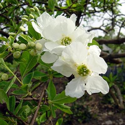 Exochorda macrantha 'The Bride'